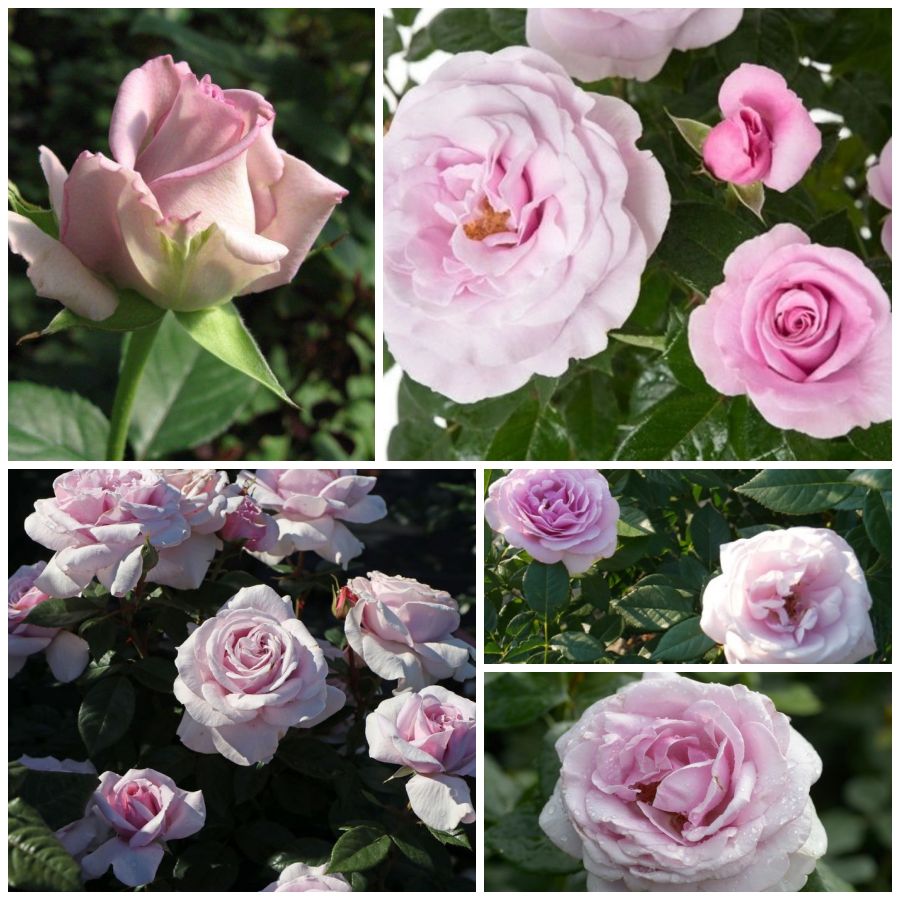 Pacific Blue róża wielkokwiatowa